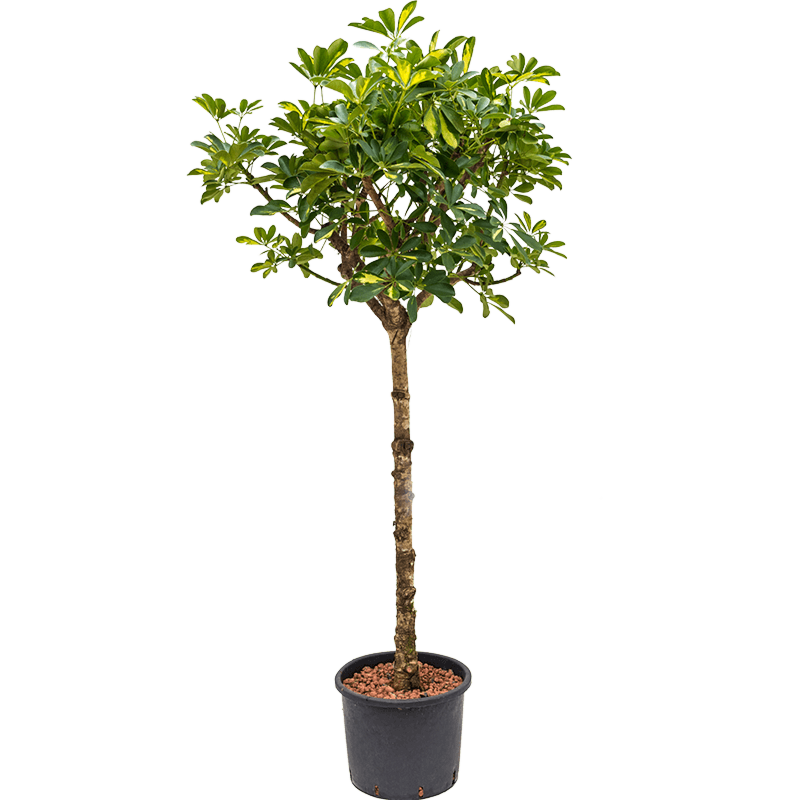 Schefflera arboricola 'Gold Capella'