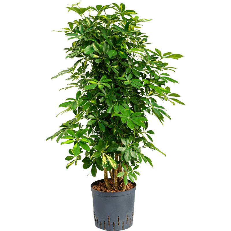 Schefflera arboricola 'Gold Capella'