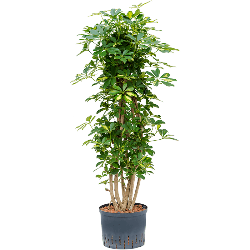 Schefflera arboricola 'Gold Capella'