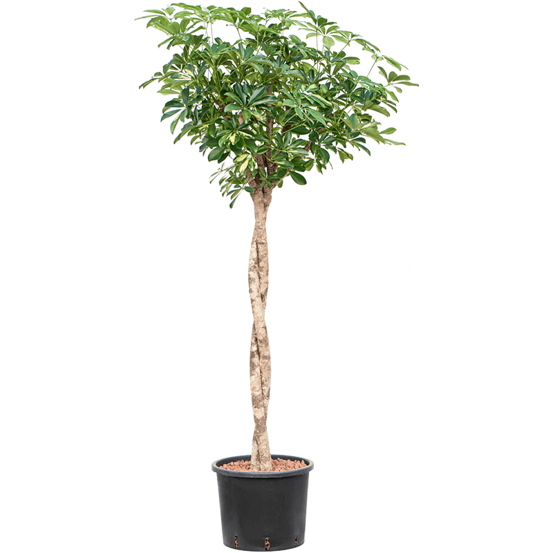 Schefflera arboricola 'Gold Capella'
