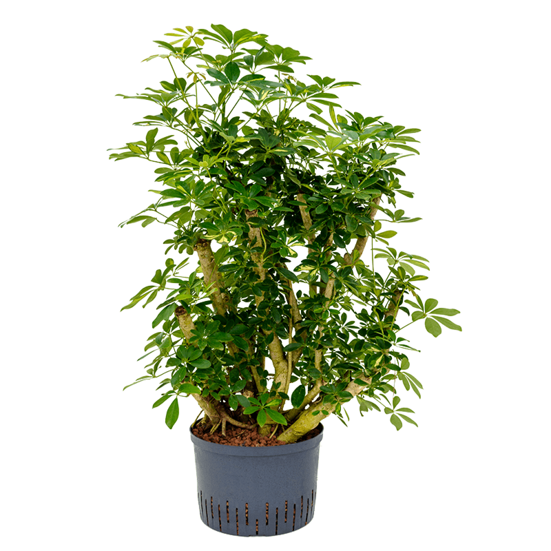 Schefflera arboricola 'Gold Capella'