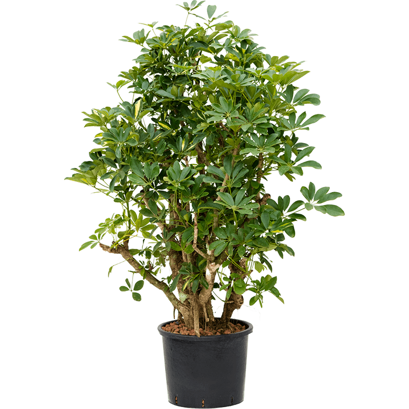 Schefflera arboricola 'Gold Capella'