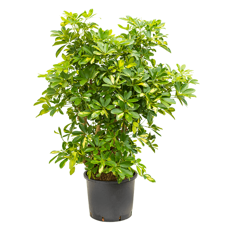 Schefflera arboricola 'Gold Capella'
