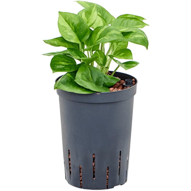 Scindapsus (Epipremnum) 'Global Green