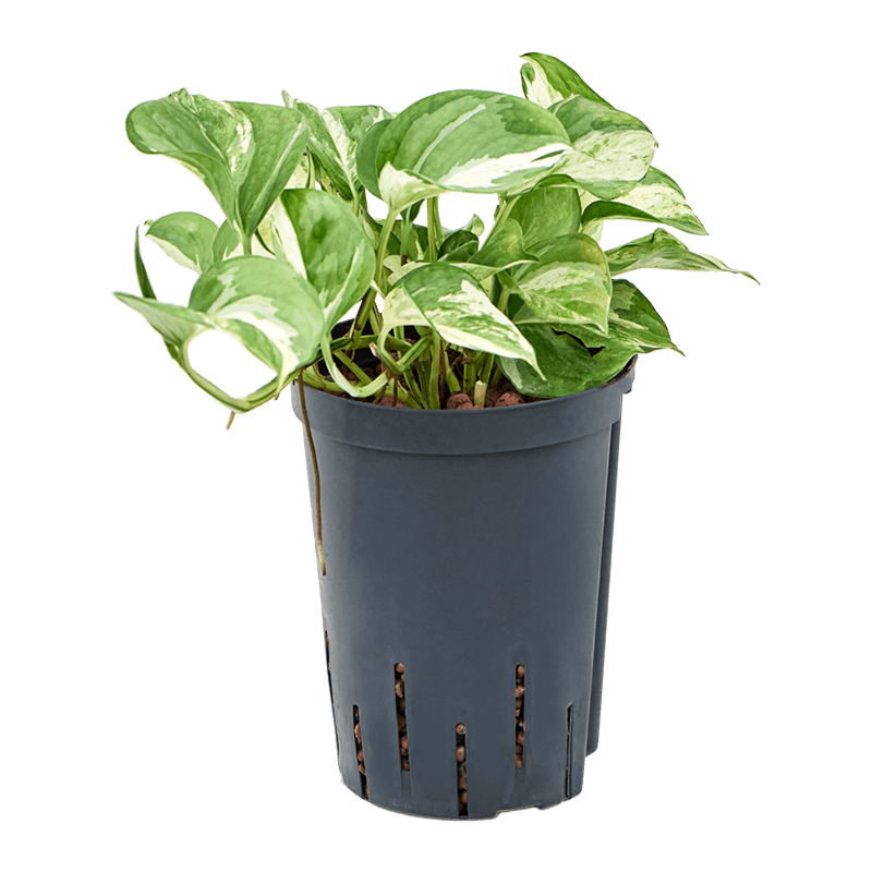 Scindapsus (Epipremnum) 'Happy Leaf'