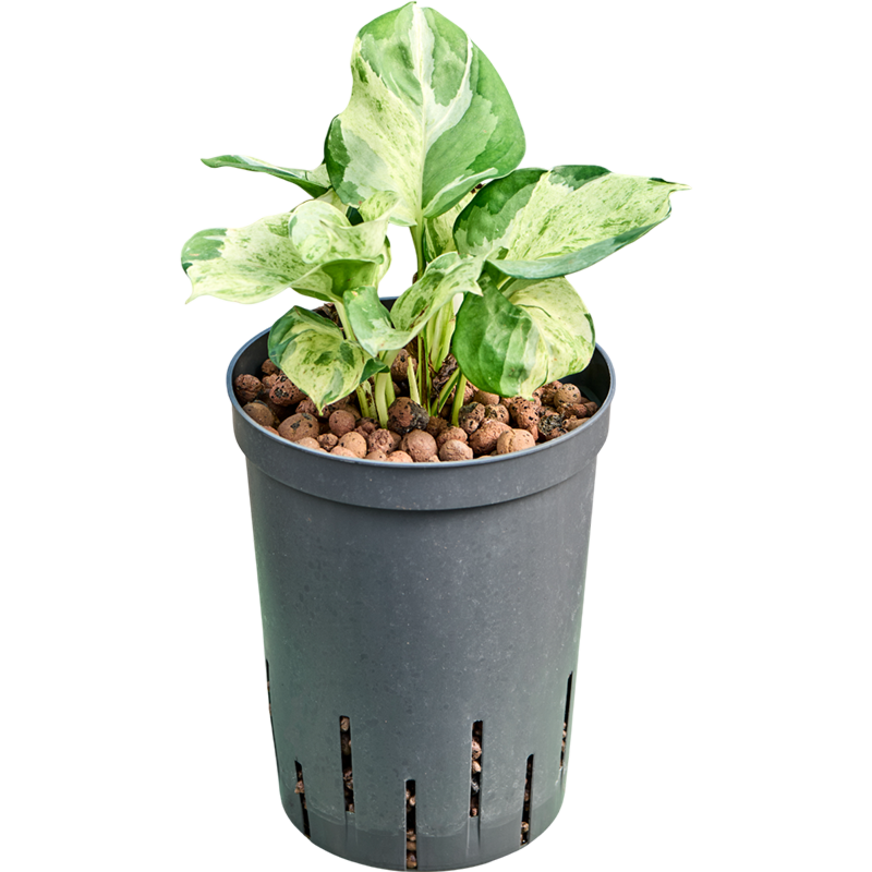 Scindapsus (Epipremnum) 'Manjula variegata'