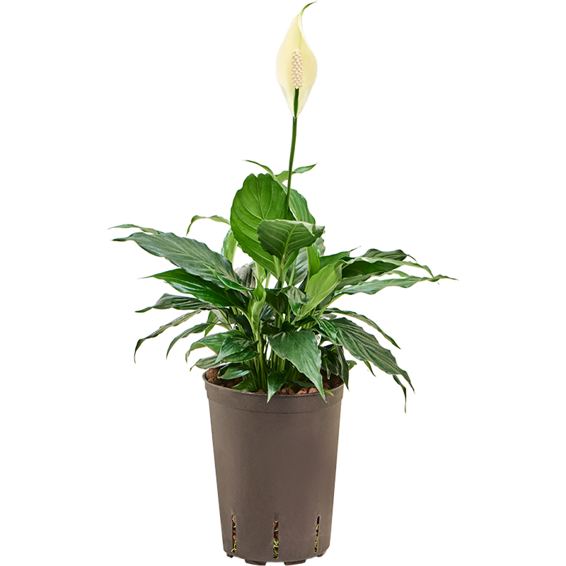 Spathiphyllum 'Hybriden'