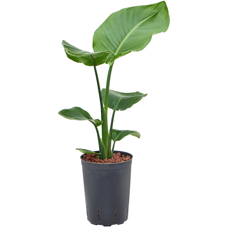 Strelitzia nicolai