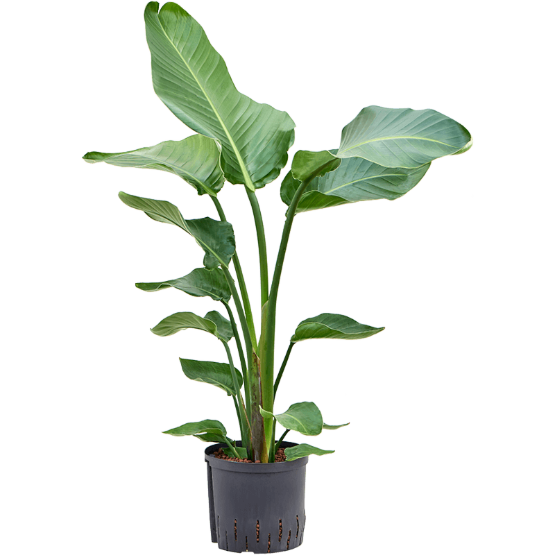 Strelitzia nicolai
