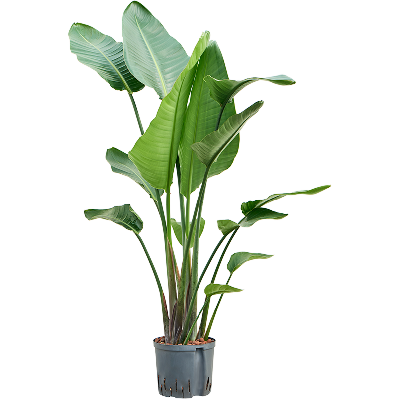 Strelitzia nicolai