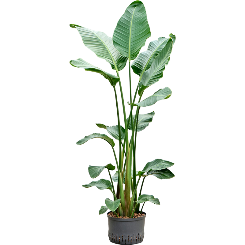 Strelitzia nicolai