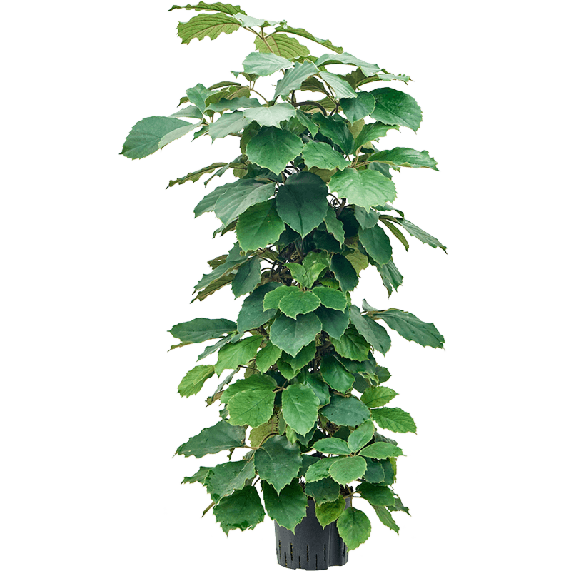 Tetrastigma voinierianum
