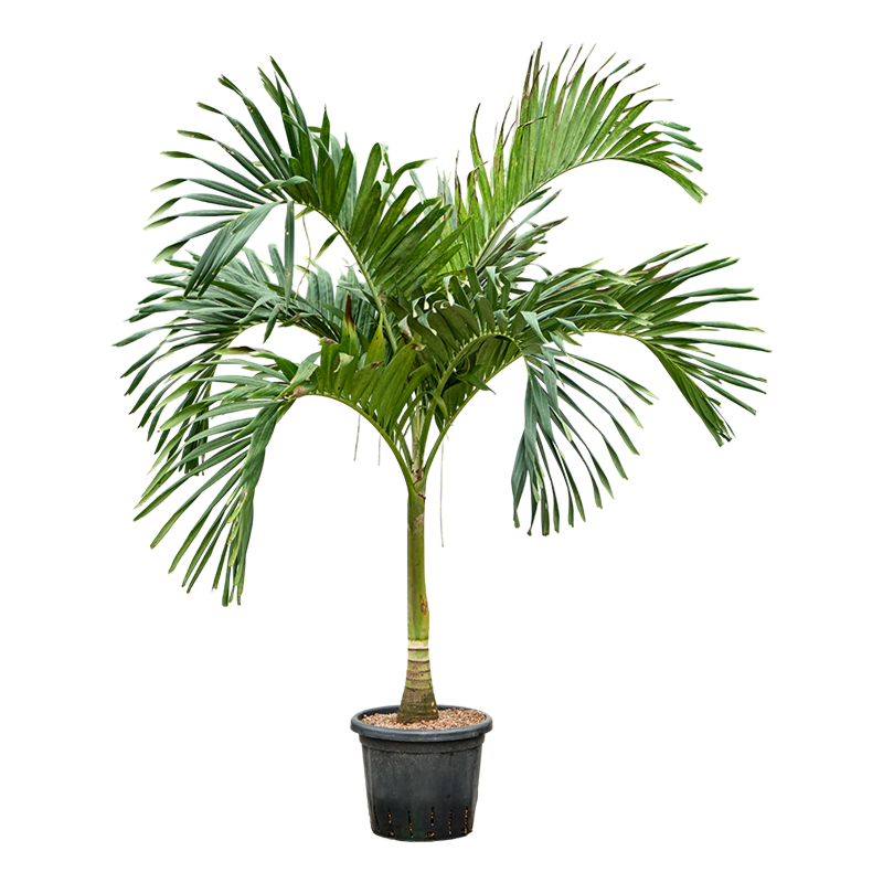Veitchia (Adonidia) merrillii