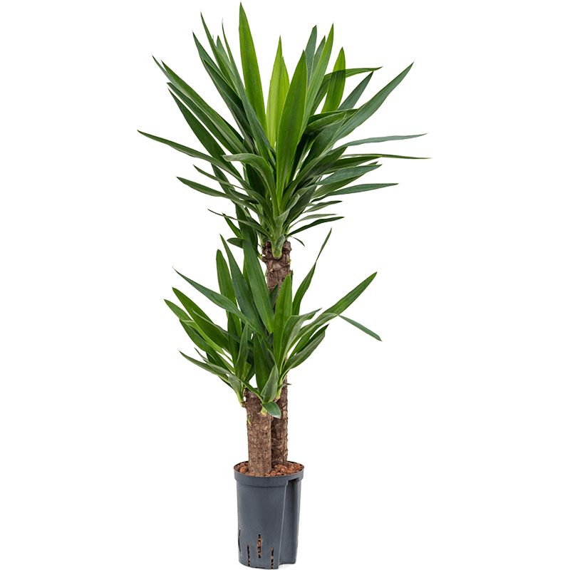Yucca elephantipes