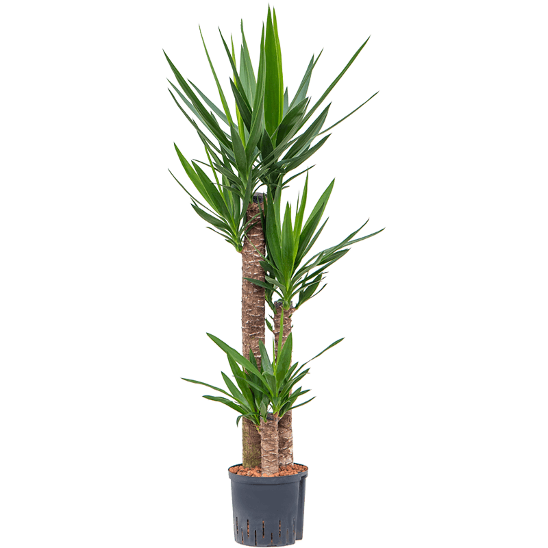 Yucca elephantipes