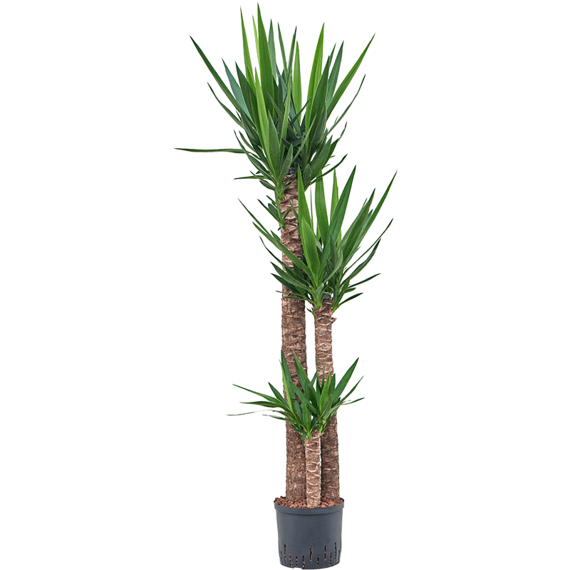 Yucca elephantipes