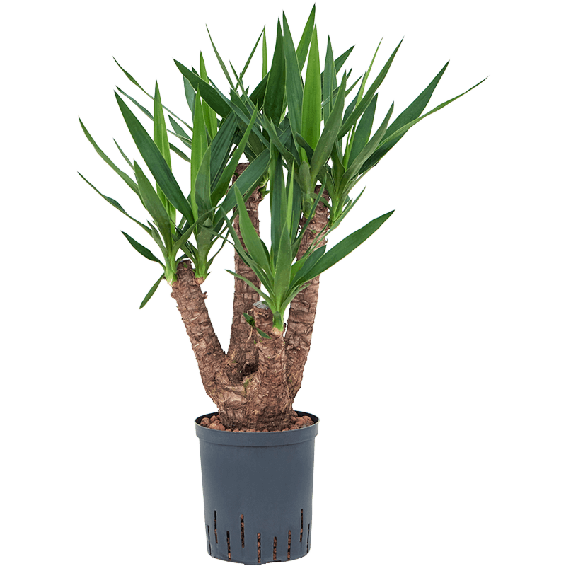 Yucca elephantipes