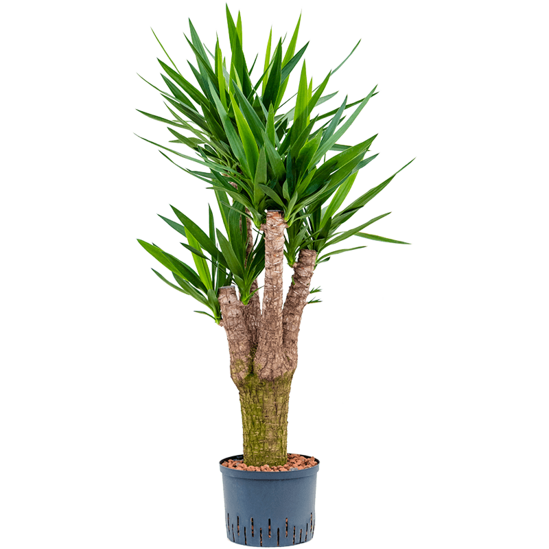 Yucca elephantipes