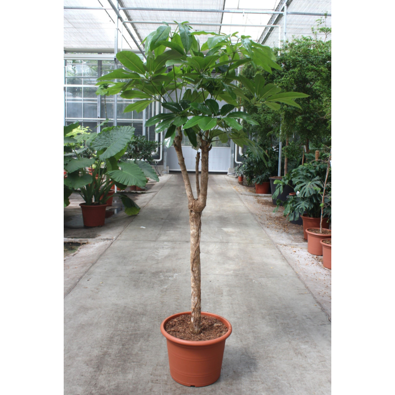 Schefflera actinophylla 'Amate’
