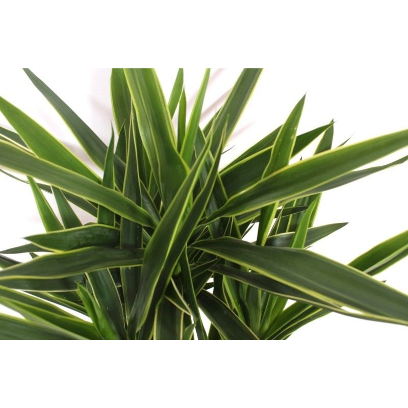 Yucca elephantipes 'Puck'