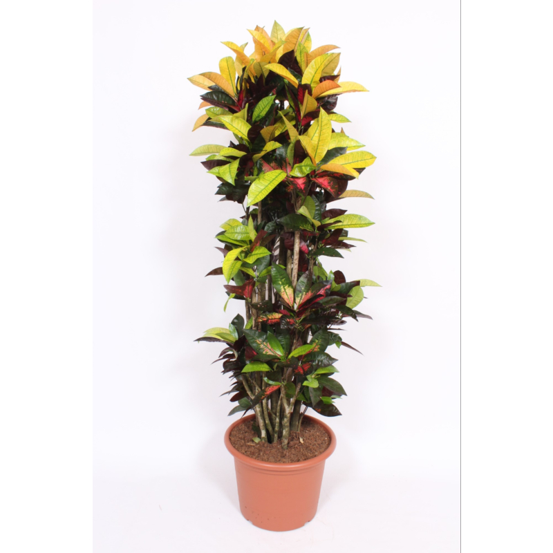 Croton Iceton