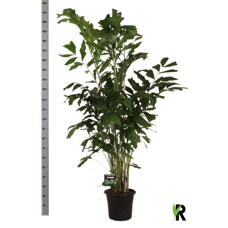 Caryota mitis