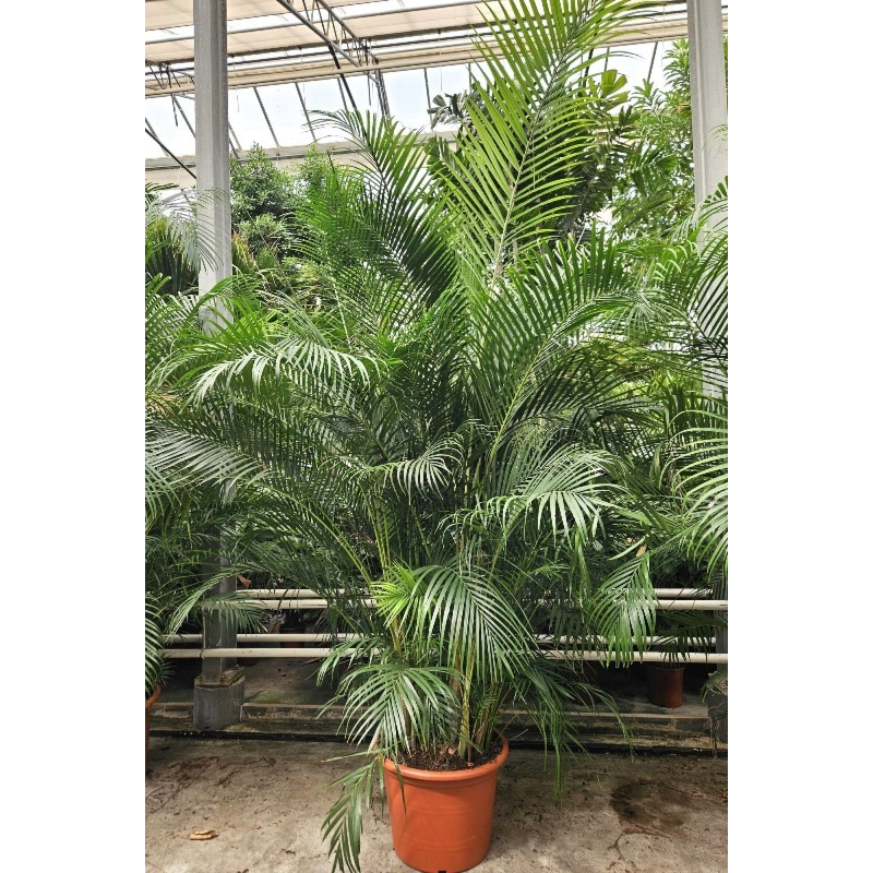 Areca
