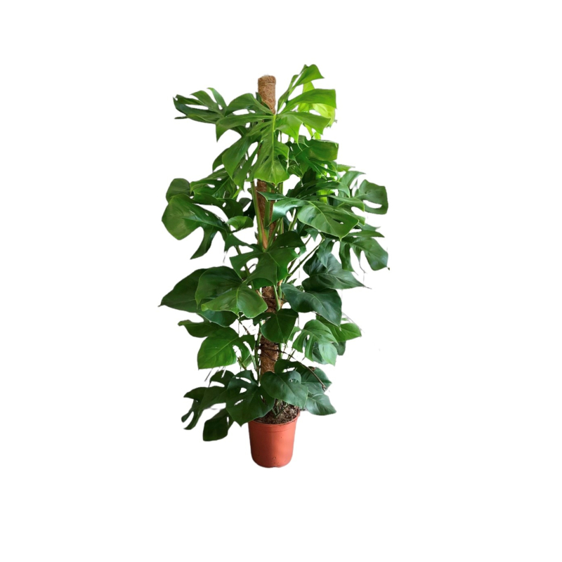 Monstera pertusum