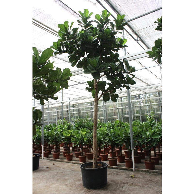 Ficus lyrata