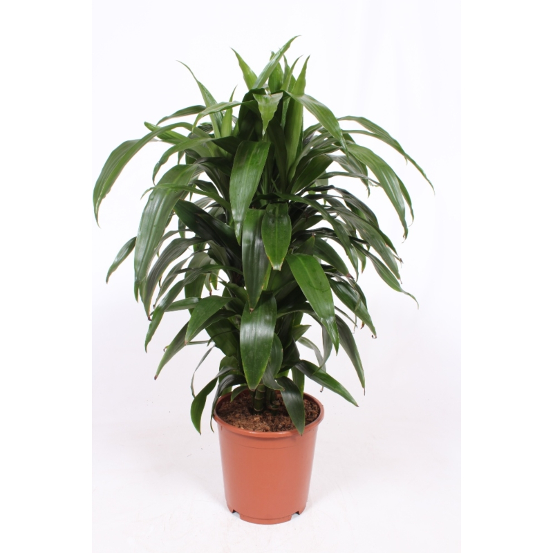 Dracaena Janet Craig