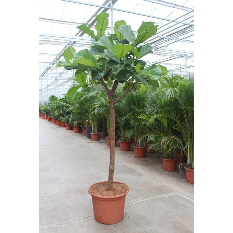 Ficus Lyrata
