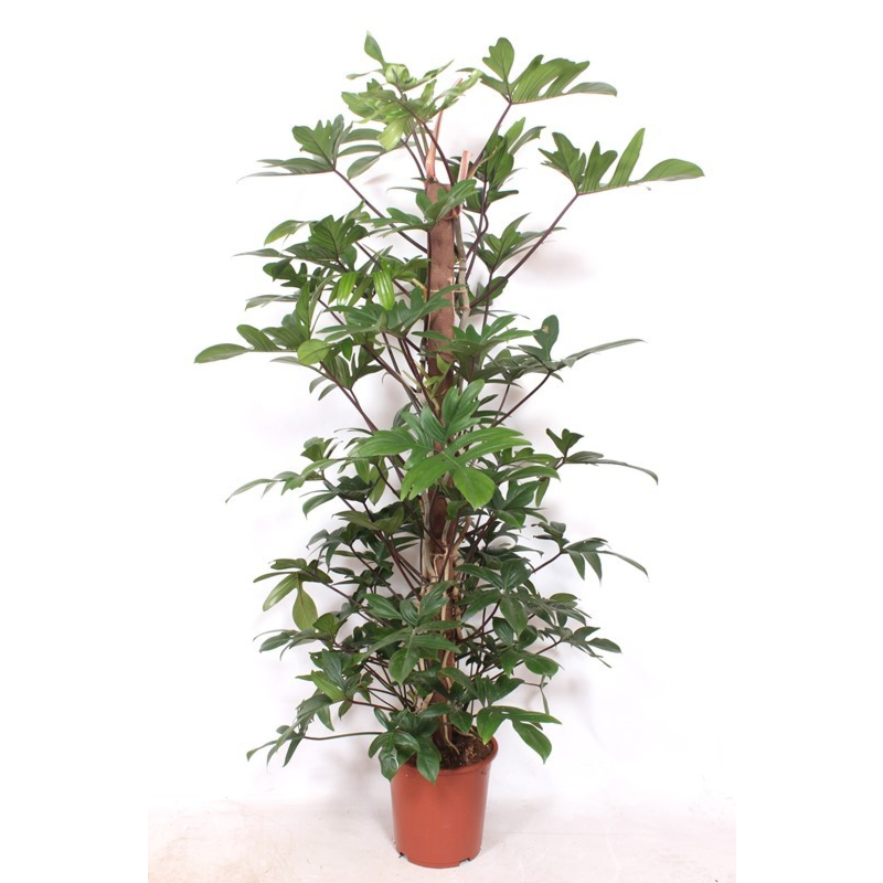 Philodendron pedatum