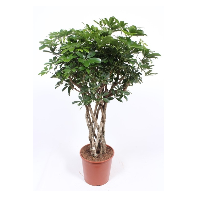 Schefflera arboricola 'Compacta'