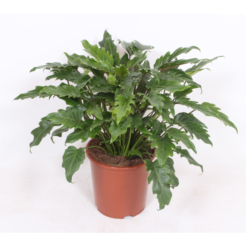 Philodendron xanadu