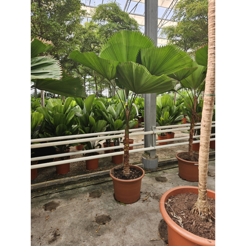 Licuala Grandis