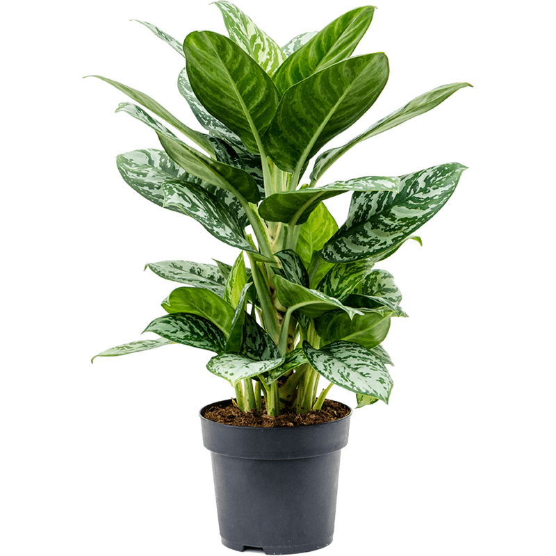 Aglaonema 'Amazon Silver'