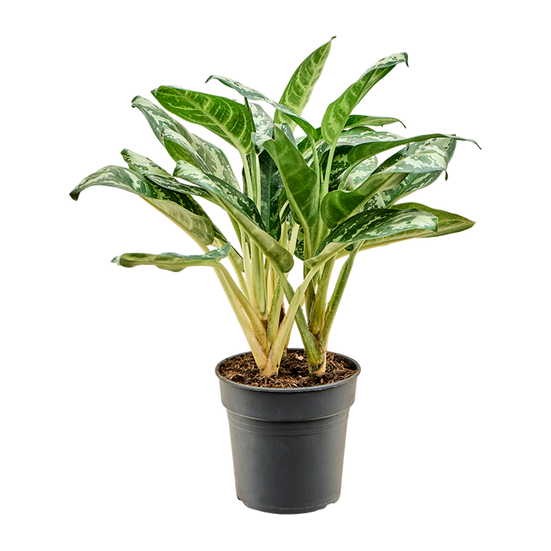 Aglaonema amazon silver, top 10 kantoorplanten