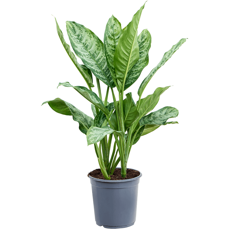 Aglaonema chantal, kantoorplanten top 10 