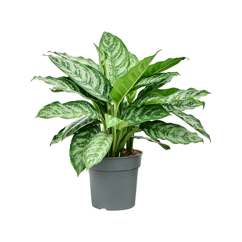 Aglaonema chantal, top 10 kantoorplanten