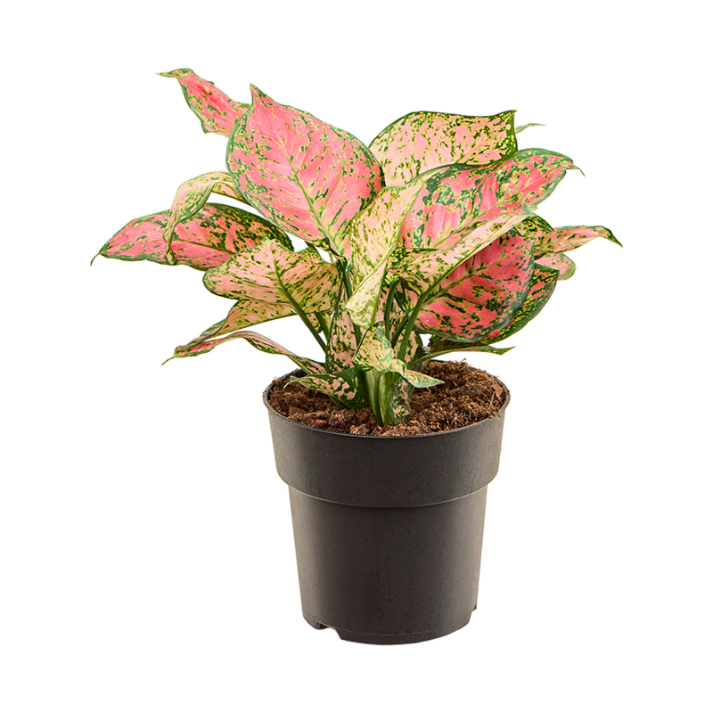 Aglaonema 'Crimson Love'