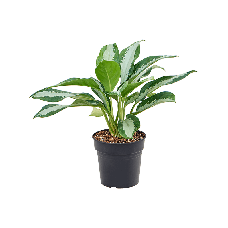 Aglaonema 'Diamond Bay'