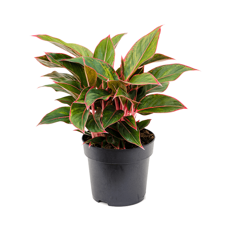 Aglaonema jungle red, top 10 kantoorplanten 