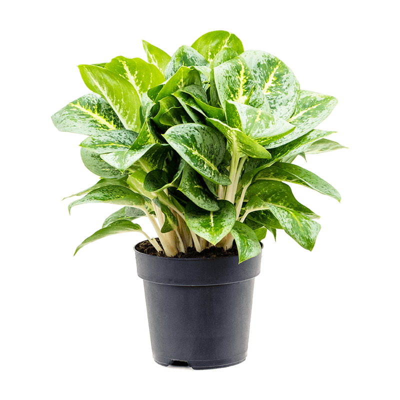 Aglaonema lemon mint, mooie kantoorplant