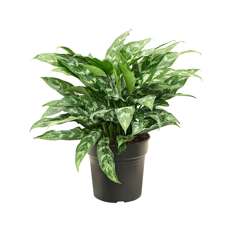 Aglaonema maria, top 10 kantoorplanten