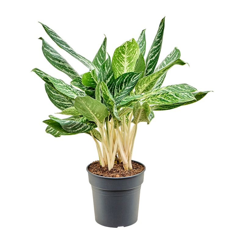 Aglaonema madonna, top 10 kantoorplanten