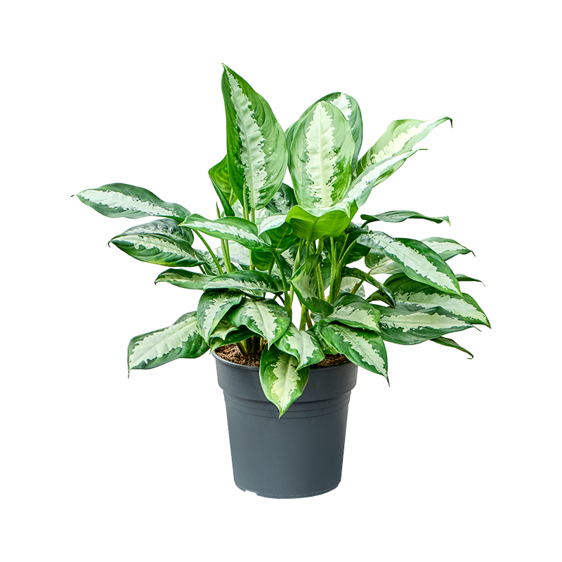 Aglaonema 'Pattaya beauty'