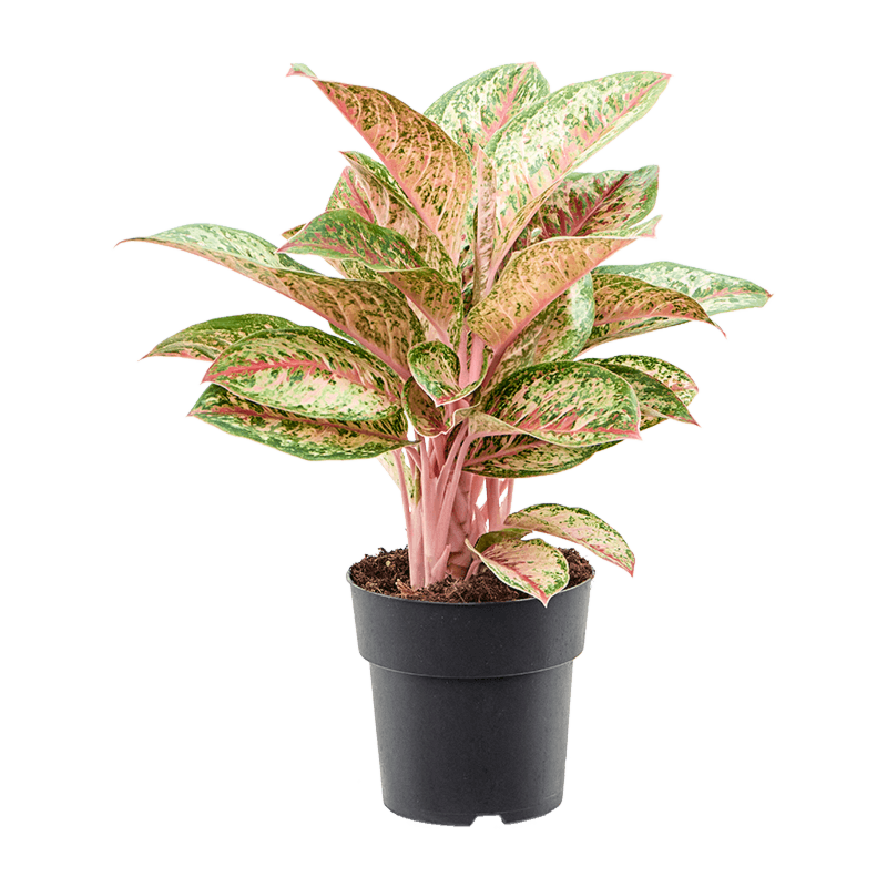 Aglaonema Painted Celebration sterke kantoorplant