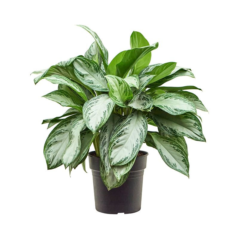 Aglaonema silver bay, top 10 kantoorplanten