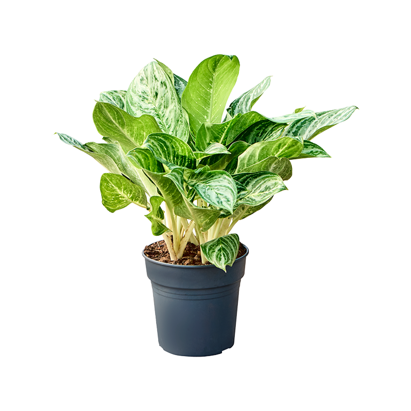 Aglaonema 'Soems Up'