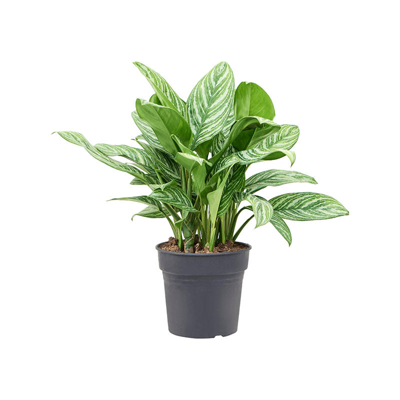 Aglaonema stripes, top 10 kantoorplanten